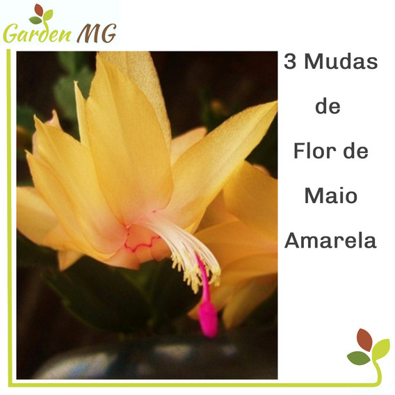 Plantas Flor De Maio Amarela | MercadoLivre 📦