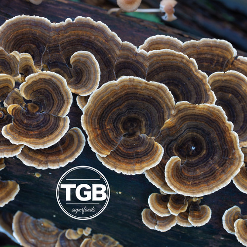 Cola De Pavo En Polvo 120g Turkey Tail Hongos Adaptógenos