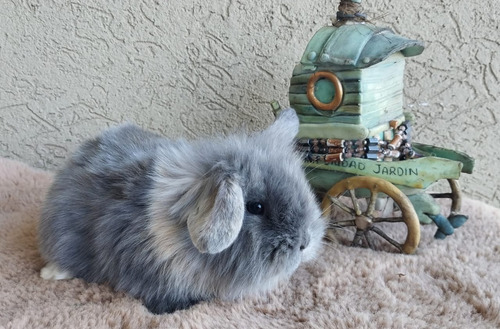 Conejos Machitos Holland Lop Mini Belier Holandés Enanos (Usado)