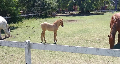 Imagen 12 de 13 de Estancia El Aduar