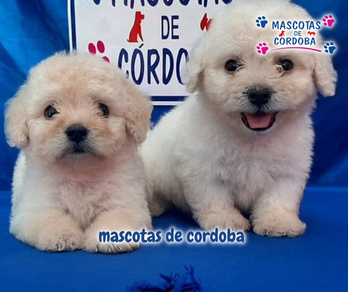 Venta De Cachorros French Poodle En Xalapa Veracruz
