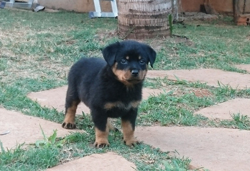 Rottweiler Canil Rottland Número1 Cbkc Df Alto Padrão Alemão