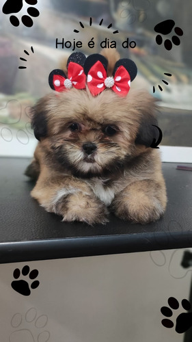 Shih Tzu Fêmea 