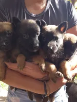 Comprar Cachorros Pastor Belga Malinois