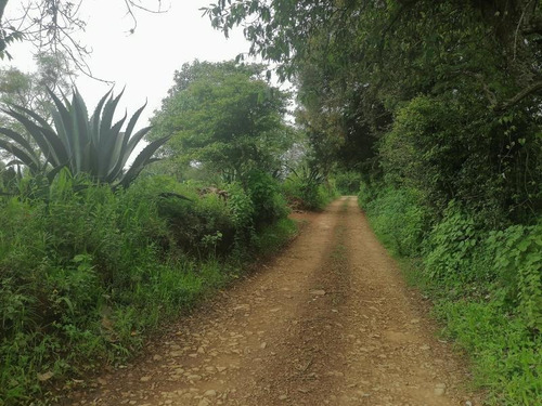 Imagen 8 de 12 de Terreno En Venta Santo Tomás Allende