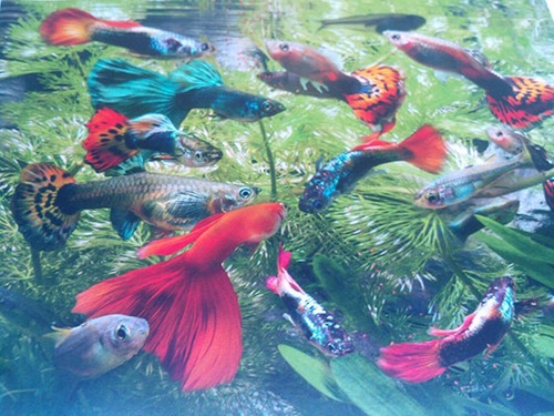 Imagem 4 de 4 de Lâmpada Led Rgb Para Aquário - Aquarium (95 Cm - 13,68w)