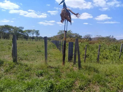 Imagen 7 de 30 de Finca De 440 Has En Cojedes-acarigua. 3 Pozos De Agua, Electricidad.