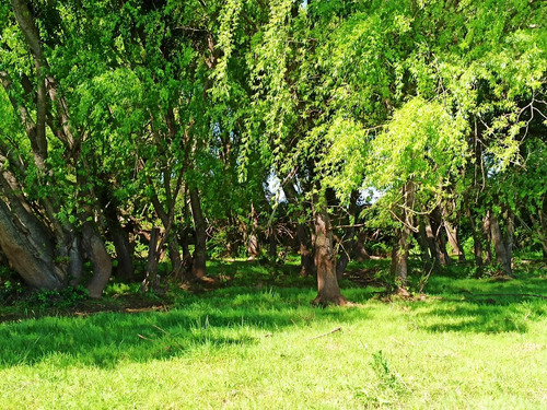 Terreno Agrícola De 6,8 Ha En Venta En San Clemente
