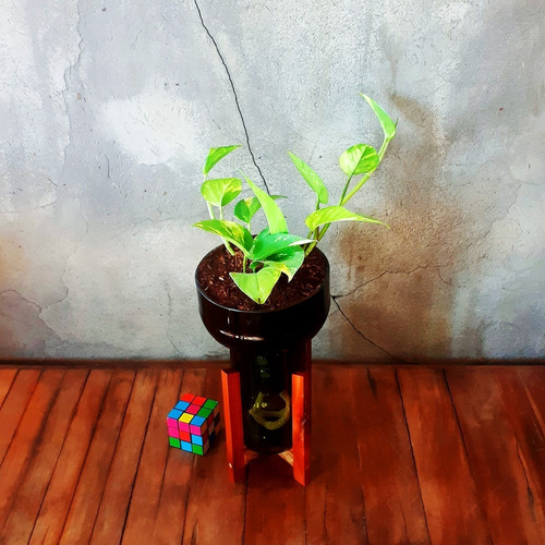 Imagen 7 de 8 de Scindapsus Little Plant 27 Con Soporte, Maceta Autorregante