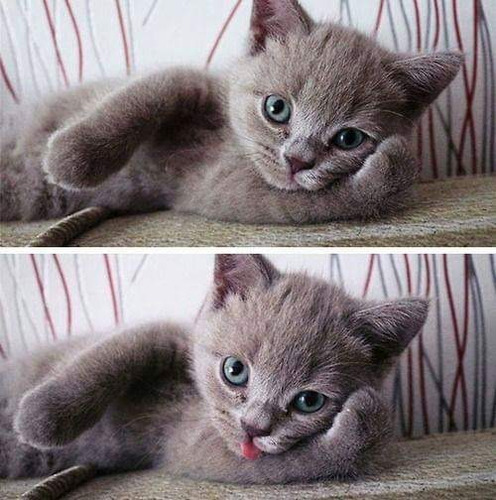 Gato Azul Ruso