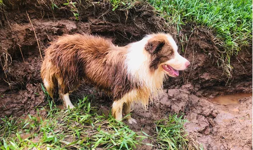 Border Collie Pedigree Cbkc Filhotes Alta Linhagem