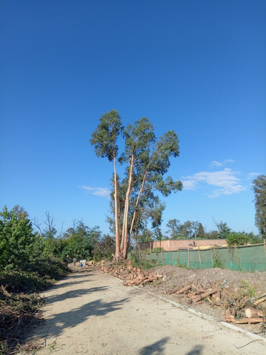 Tala Y Poda De Arboles