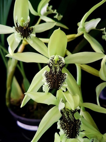 Orquídea Coelogyne Pandurata Planta Adulta Flor Verde Linda | Frete grátis