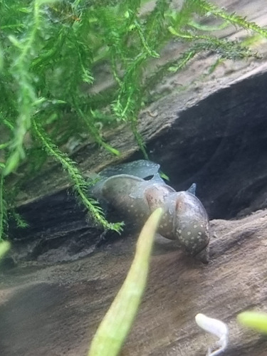 Caracol Physa Para Acuario De Agua Dulce Tropical O Fría 5+1