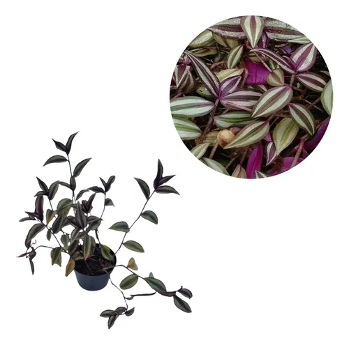 comprar Kit 2 Lambari Roxo (tradescantia Zebrina) Muda No Pote 10