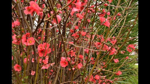 Imagen 2 de 4 de Membrillo De Flor, Chaenomeles Japonica 10lts