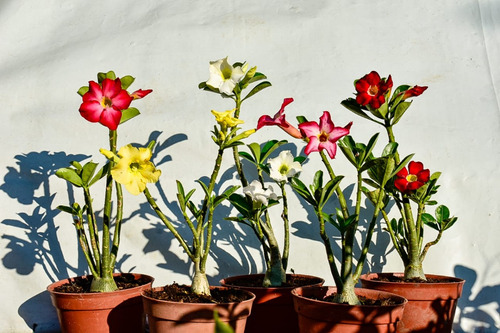 Kit De 5 Plantas De Flor Del Desierto Con Flores Y Botones