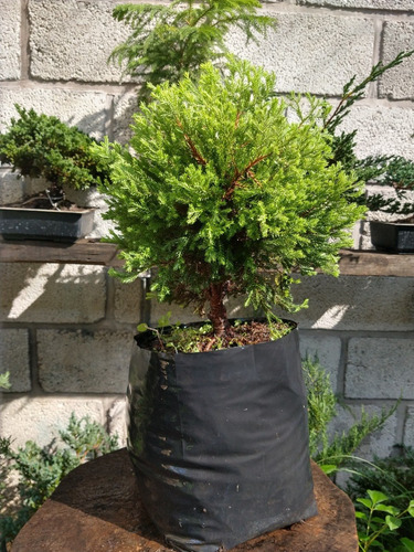 Junipero Oro Viejo Para Bonsai Juniperus. Var. Old Gold