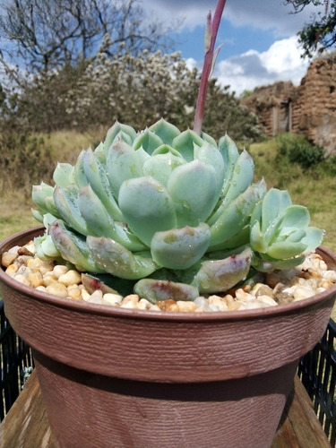 Imagen 5 de 10 de Echeveria Elegans Rosa De Alabastro -cultivo En 5pulgadas