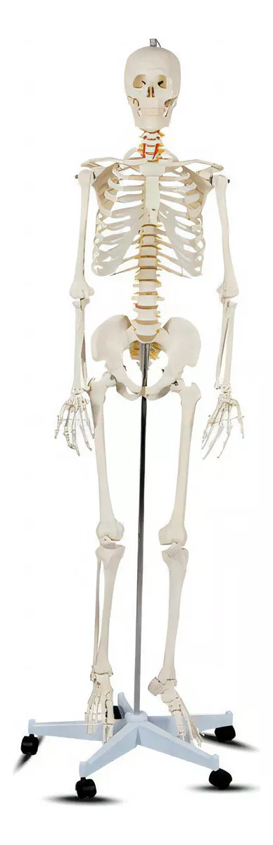 Tercera imagen para búsqueda de esqueleto humano