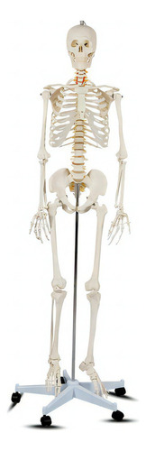 Esqueleto anatômico humano de tamanho realista com base