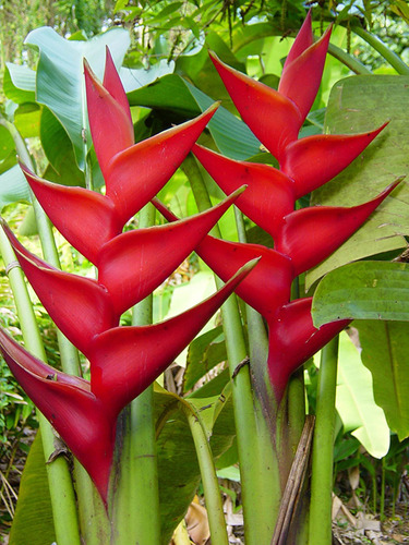 Muda Heliconia Bihai - 37cm (1 Muda) Pássaro-de-fogo