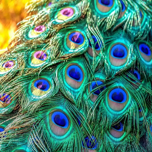 40 plumas de pavo real para manualidades, carnaval, fantasía, color verde