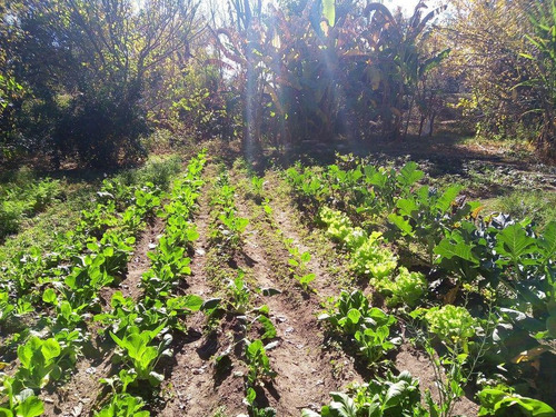 Imagen 6 de 14 de Campo En Venta De 24 Has. Con Casa.. Traslasierras