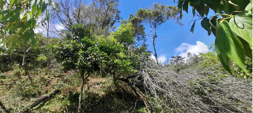 Vendo Finca En Ocoa De 800 Tarea Yv