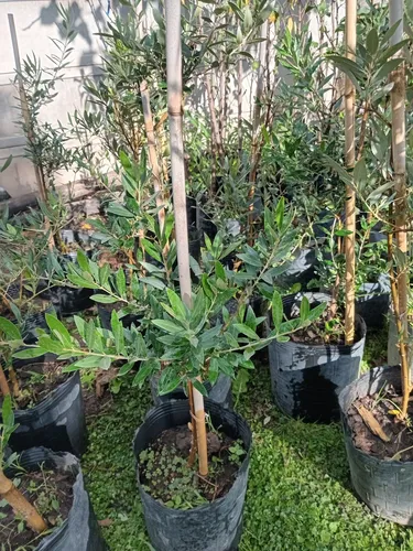 Olivo 100 Cm - Árbol/arbusto - 1 Planta - E.gratis
