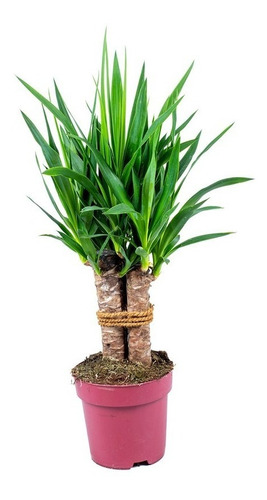 Planta De Yuca Tropical Deco M15