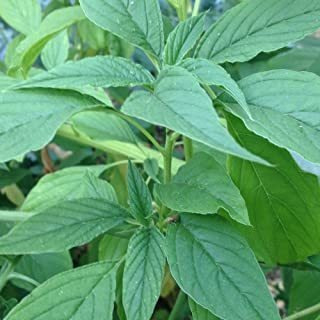 Verde Callaloo Semillas De Amaranto (amaranthus Viridis) 100