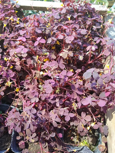 Oxalis Vulcanicola - Trebol Morado O Amarillo Maceta N°12