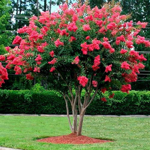 Árbol De Júpiter 1.0m - Incluye Manual De Cuidados Y Abono Rosa Chicle