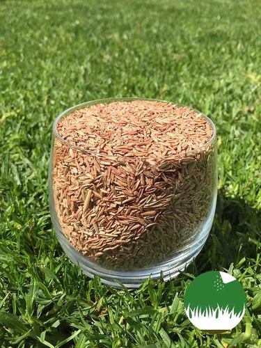 Semillas Césped Rye Grass Anual - Ideal Para Jardín Parques