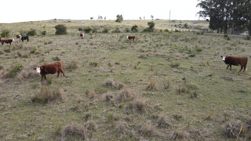 Imagen 6 de 12 de Chacra En Maldonado 3ha Sierra De Los Caracoles (ref: Atm-6801)
