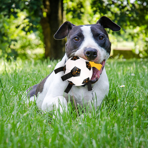Juguete Interactivo Para Mascotas Al Aire Libre, Entrenamien