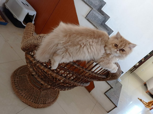 Gata Fêmea Vacinada Super Meiga E Carinhosa