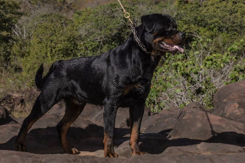 Rottweiler Filhos Do Mamute Canil Rottland O Criador N.1