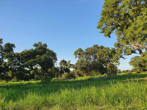 Imagem 20 de 30 de Fazenda 1470 Hectares, Fácil Acesso, Rica Em Água Com Açudes, Mangueiro Completo, Casa Sede, Casa De Funcionário, 700 Hectares Formadas Em Brachiaria - Fa00219 - 70654361