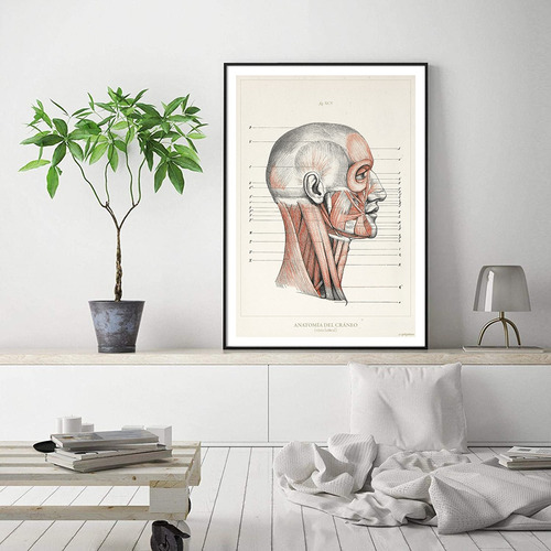 Anatomía Humana 35-36-37-38 Póster Lámina Antiguo Decoración