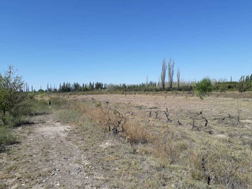 Imagen 14 de 17 de Venta | Quinta - Campo - Finca 12.5 Ha - San Rafael - Mendoza | 2 Casas