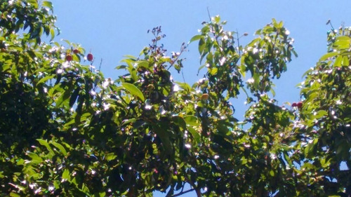 Imagem 8 de 17 de Rancho No Balneário Municipal De Quatá- Sp. - 1150