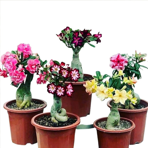 Coleção 10 Flor Do Deserto Grandes Adultas Dobradas Triplas