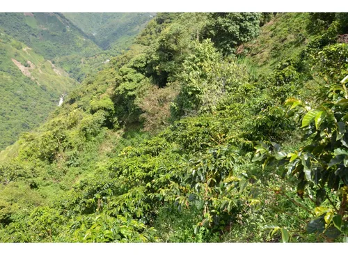 Venta Finca 77000 Mts2 Abejorral Vereda El Guaico