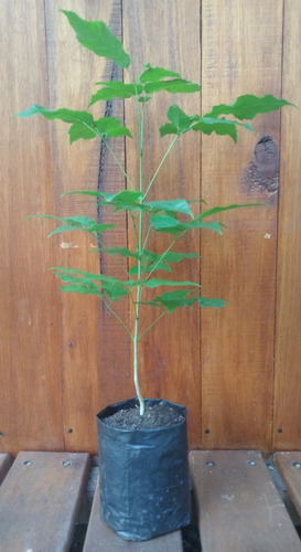 Lapacho Rosado. Árbol Nativo (40cm)