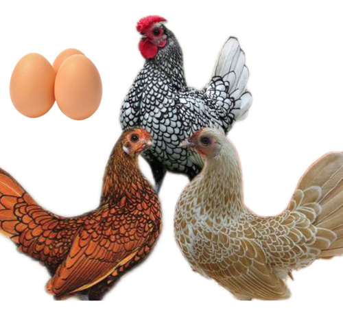 Ovos Sebright Camurça, Prata E Dourado