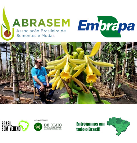 1 Muda Vanilla Pompona Baunilha Do Cerrado Pronta Entrega