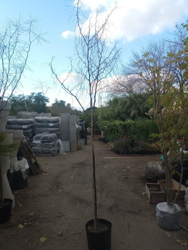 Cinacina, Palo Verde, Espino De Jerusalén, Parkinsonia 30lts
