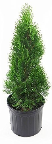 Thuja Occidentalis Smargd Emerald Green Arborvitae Evergreen